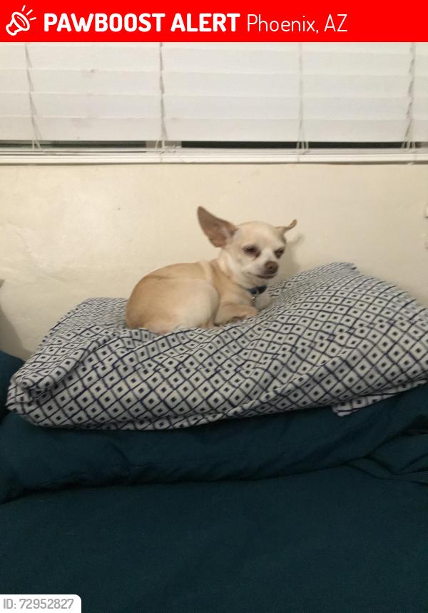 Lost Male Dog last seen 22nd Avenue and Glenrosa , Phoenix, AZ 85016