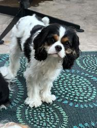 Lost Male Dog last seen Hill rd and pierce park rd, Boise, ID 83703