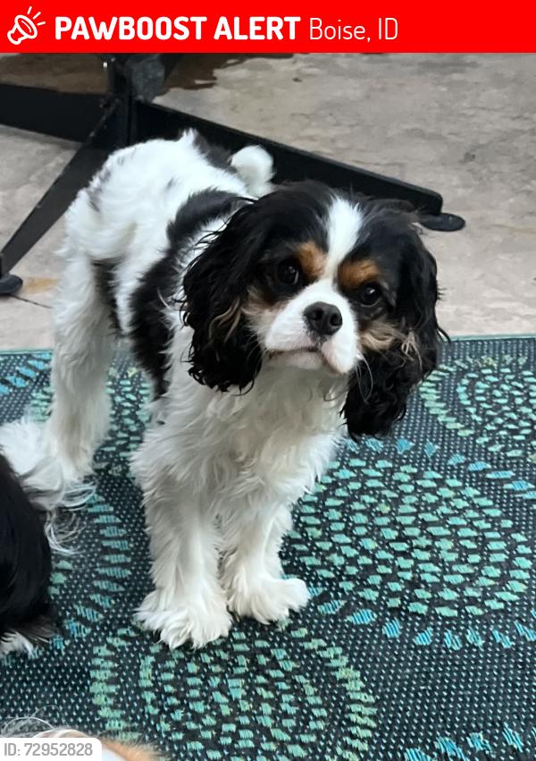 Lost Male Dog last seen Hill rd and pierce park rd, Boise, ID 83703