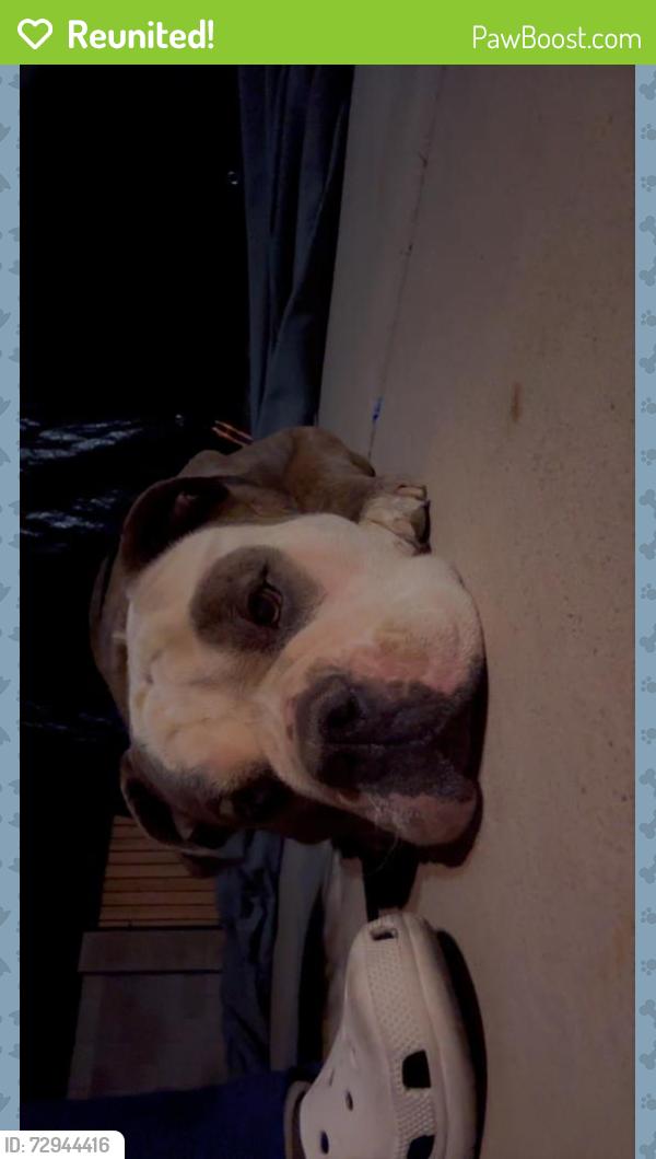 Reunited Male Dog last seen Power broadway, Mesa, AZ 85208