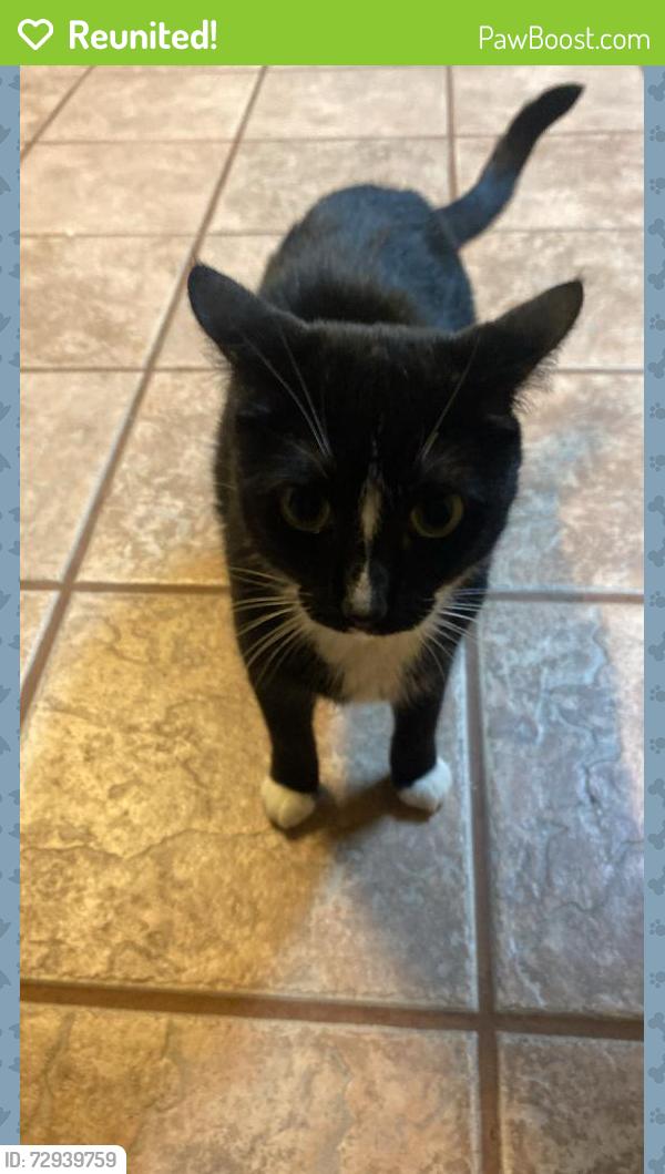 Reunited Female Cat last seen Quail valley , Georgetown, TX 78626