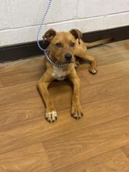 Shelter Stray Female Dog last seen Near Heck Young Rd, 70714, LA, Baton Rouge, LA 70820