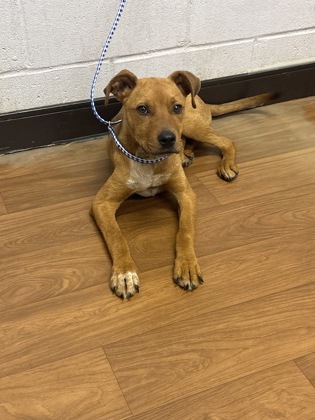 Shelter Stray Female Dog last seen Near Heck Young Rd, 70714, LA, Baton Rouge, LA 70820