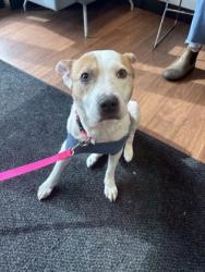 Shelter Stray Male Dog last seen Jefferson Hwy and Arnold Lane, 70809, LA, Baton Rouge, LA 70820