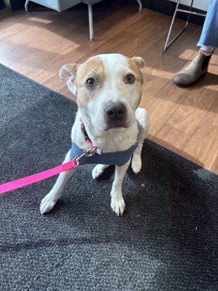 Shelter Stray Male Dog last seen Jefferson Hwy and Arnold Lane, 70809, LA, Baton Rouge, LA 70820