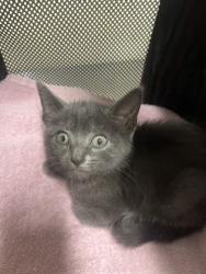 Shelter Stray Female Cat last seen Near Howell Blvd, 70807, LA, Baton Rouge, LA 70820