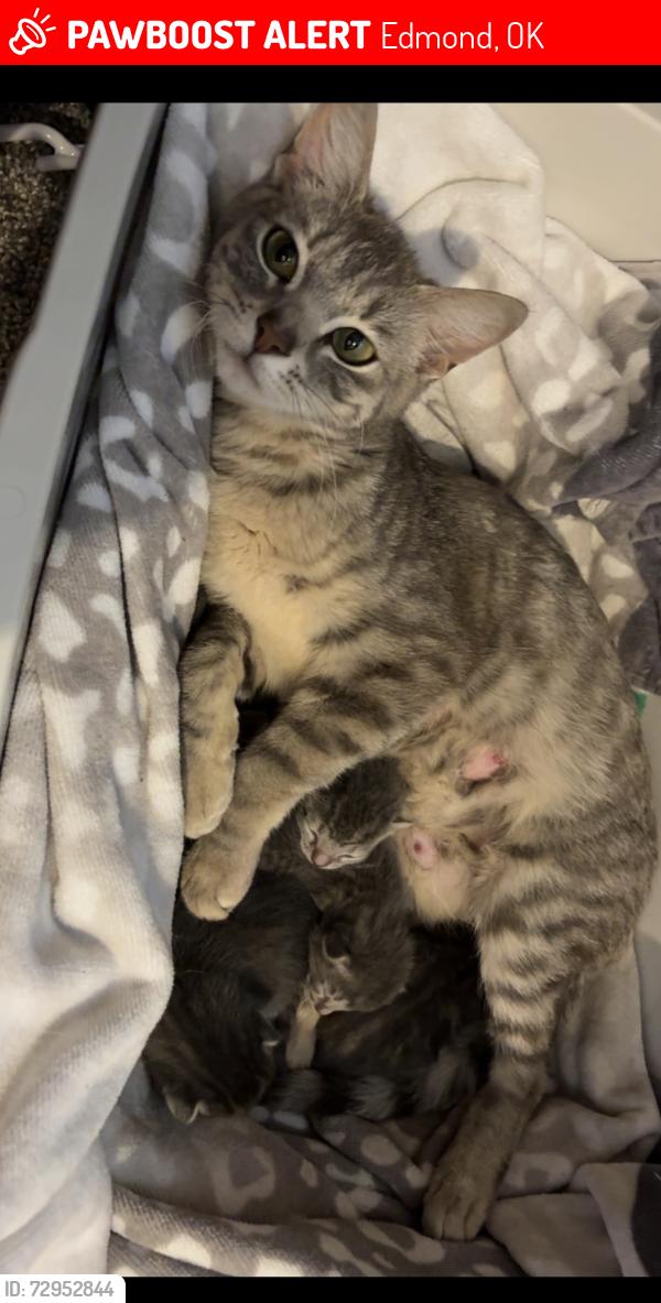 Lost Female Cat last seen Pebble Creek Neighborhood , Edmond, OK 73003