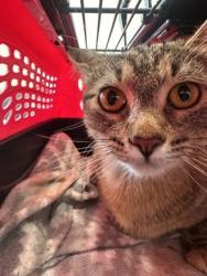 Shelter Stray Female Cat last seen St. Louis and Mayflower, 70802, LA, Baton Rouge, LA 70820