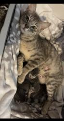 Lost Female Cat last seen Pebble Creek Neighborhood , Edmond, OK 73003