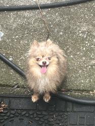 Reunited Unknown Dog last seen Lower Dug Gap Rd area, Dalton, GA 30720