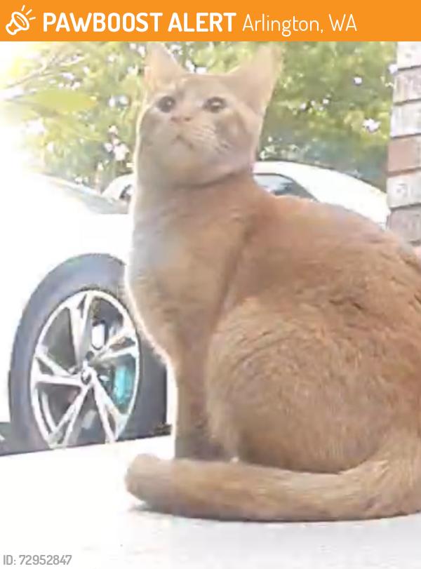Found/Stray Unknown Cat last seen W. Country club dr. , Arlington, WA 98223