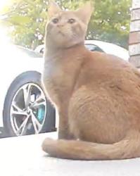 Found/Stray Unknown Cat last seen W. Country club dr. , Arlington, WA 98223