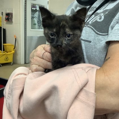Shelter Stray Female Cat last seen Fort Worth, TX 76105, Fort Worth, TX 76119
