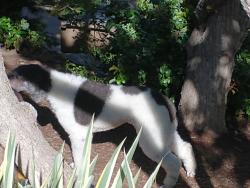 Reunited Female Dog last seen St. Mary's Way and Vista View Dr., Salt Lake City, UT 84108