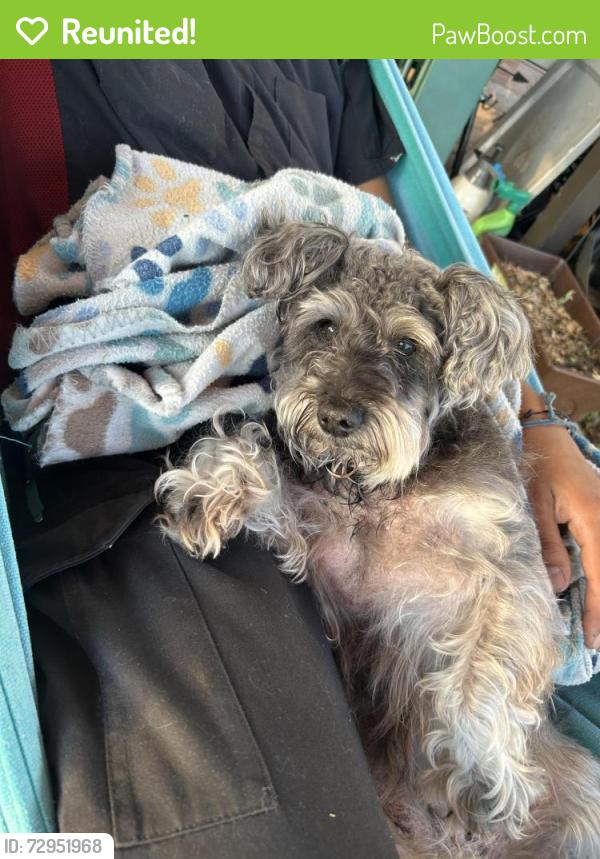 Reunited Female Dog last seen Hobson Way, Lyman, SC, Lyman, SC 29365
