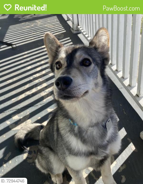 Reunited Male Dog last seen Country Club Rd. & Oleander Dr. , Wilmington, NC 28403