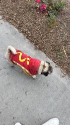 Reunited Male Dog last seen Clinton and Westminster , Garden Grove, CA 92843