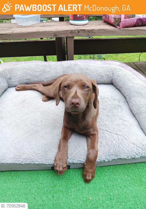 Found/Stray Female Dog last seen Peeksville Road and Keys Ferry, McDonough, GA 30234