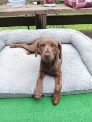 Found/Stray Female Dog last seen Peeksville Road and Keys Ferry, McDonough, GA 30234