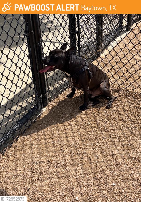 Rehomed Male Dog last seen Jenkins Park, Baytown, TX 77521