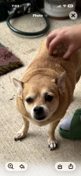 Found/Stray Female Dog last seen Flores I-35, San Antonio, TX 78212