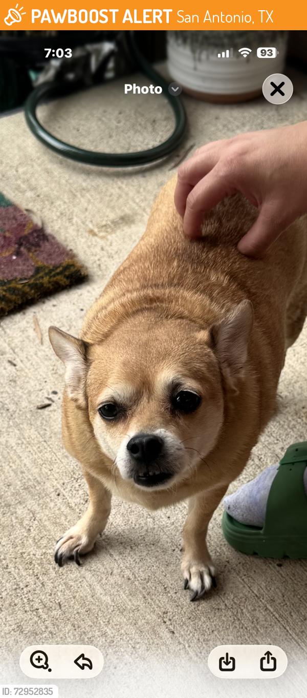 Found/Stray Female Dog last seen Flores I-35, San Antonio, TX 78212