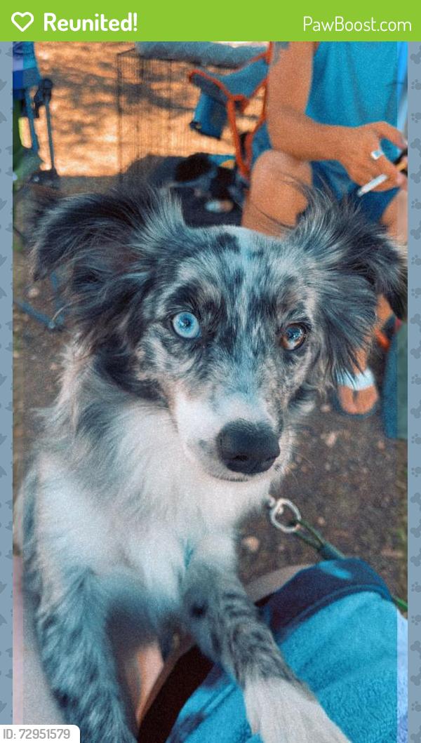 Reunited Female Dog last seen Grayson St. right by The Pearl, San Antonio, TX 78208