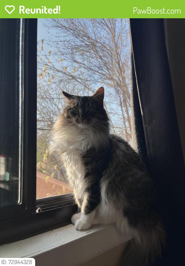 Reunited Female Cat last seen 6th street southeast near 8th street market, Minneapolis, MN 55414