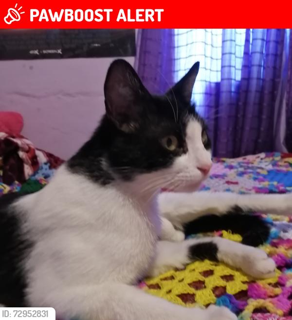 Lost Male Cat last seen División del Norte y 1ra Cerrada de San Pedro, Ciudad Nicolás Romero, Méx. 54425