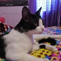 Lost Male Cat last seen División del Norte y 1ra Cerrada de San Pedro, Ciudad Nicolás Romero, Méx. 54425