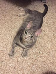 Reunited Female Cat last seen Near cardinal ave west sand lake NY, West Sand Lake, NY 12196