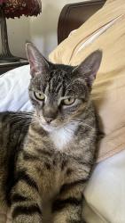 Found/Stray Female Cat last seen Acalanes , Lafayette, CA 94549