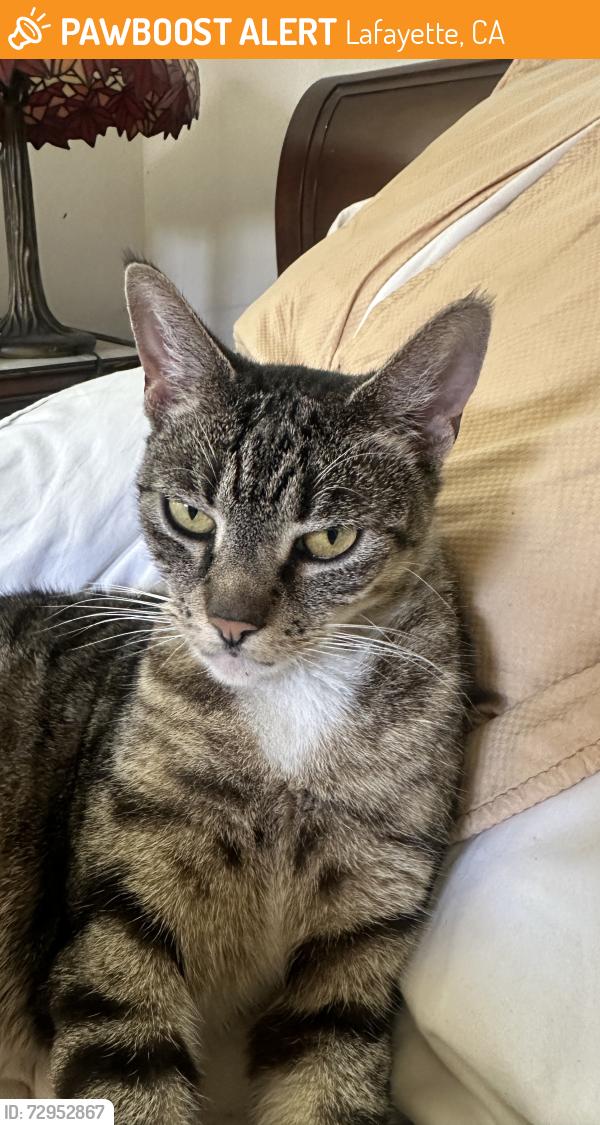 Found/Stray Female Cat last seen Acalanes , Lafayette, CA 94549