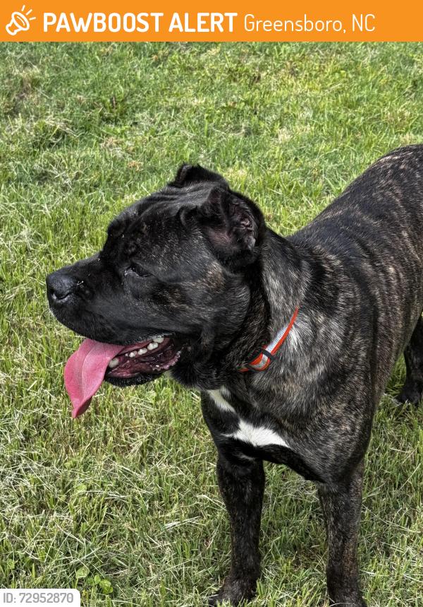 Surrendered Male Dog last seen McLeansville Rd, Greensboro, NC 27405