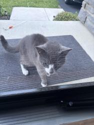 Found/Stray Unknown Cat last seen Miles Court, Cheltenham, PA 19012