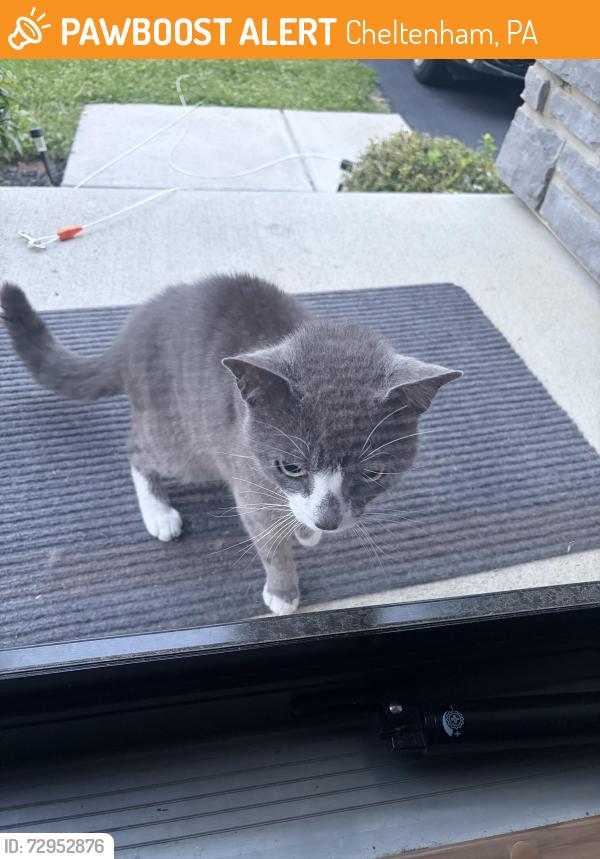 Found/Stray Unknown Cat last seen Miles Court, Cheltenham, PA 19012