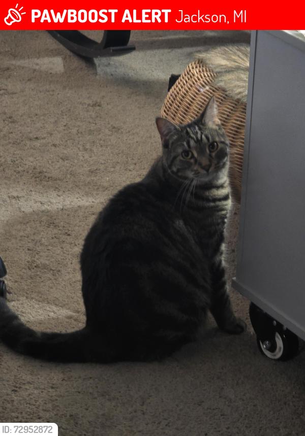 Lost Male Cat last seen Optimist Ice Arena, Jackson, MI 49202
