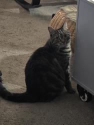 Lost Male Cat last seen Optimist Ice Arena, Jackson, MI 49202