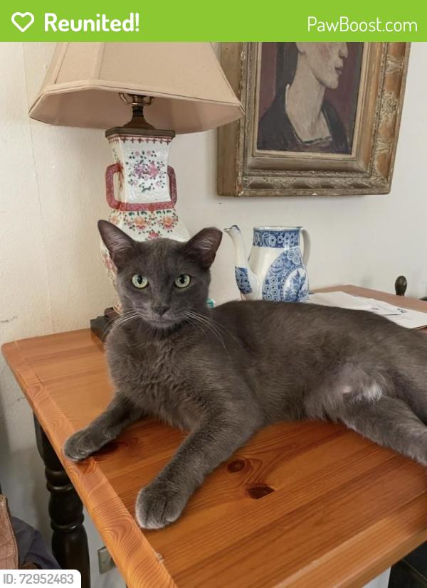 Reunited Male Cat last seen Archer Street between Coronado and Pittman, Houston, TX 77009