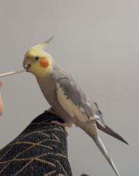 Lost Male Bird last seen Westhimer , Houston, TX 77063