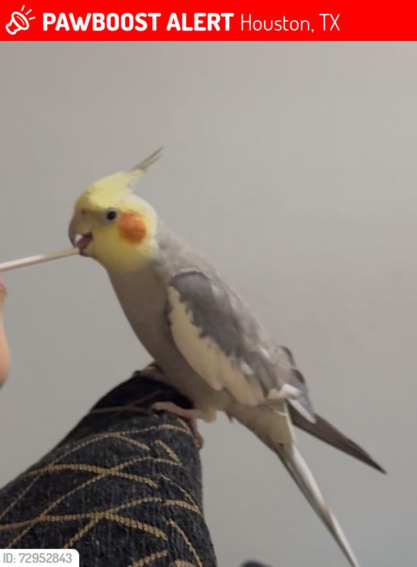 Lost Male Bird last seen Westhimer , Houston, TX 77063