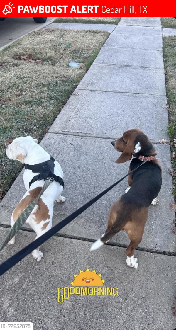 Lost Male Dog last seen clark road , Cedar Hill, TX 75104