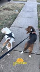 Lost Male Dog last seen clark road , Cedar Hill, TX 75104