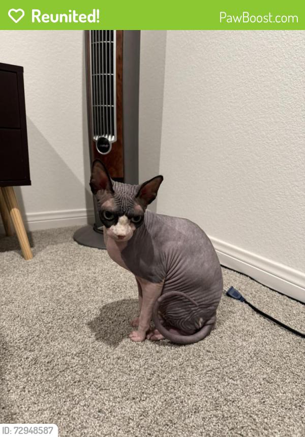 Reunited Unknown Cat last seen Haven and sweetbay, Ontario, CA 91761