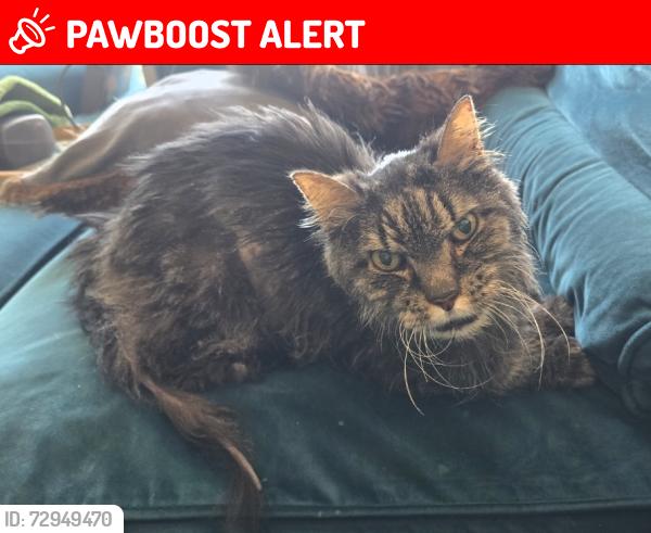 Lost Male Cat last seen Red Rose Ct and Hollow Rd, Frederick County, MD 21769