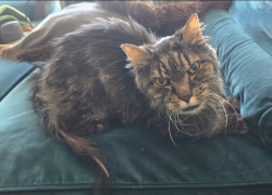 Lost Male Cat last seen Red Rose Ct and Hollow Rd, Frederick County, MD 21769