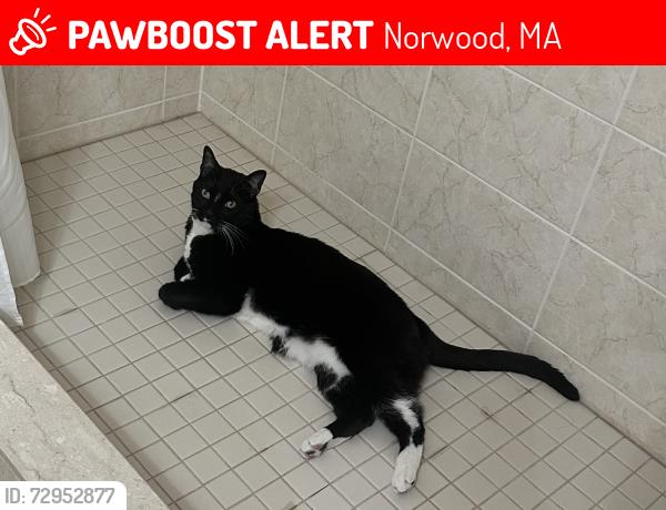 Lost Male Cat last seen St Timothy church , Norwood, MA 02062
