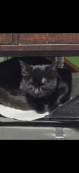 Lost Female Cat last seen Near block of California Trail in presidential lakes, Pemberton Township, NJ 08015