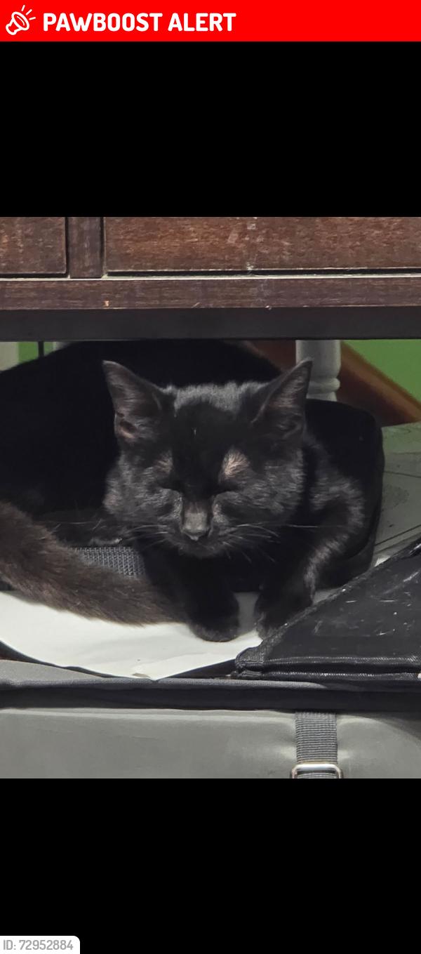 Lost Female Cat last seen Near block of California Trail in presidential lakes, Pemberton Township, NJ 08015