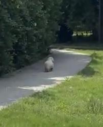 Found/Stray Unknown Dog last seen It crossed Friendly Avenue and ran into Guilford College campus. My son stopped and tried to catch it but it’s terrified and ran away. It looks like a Havanese or Bichon. It was the campus at 11:30. , Greensboro, NC 27410